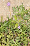 Longstalk cranesbill